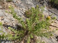 Jasonia glutinosa (L.) DC, Chiliadenus glutinosus (L.) Fourr. 1869. Té de roca.