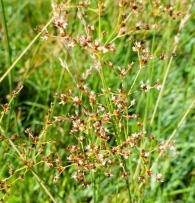 Juncus acutiflorus Ehrh. ex Hoffm. Juncus foliosus Hoppe.