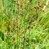 Juncus acutiflorus Ehrh. ex Hoffm. Juncus foliosus Hoppe. 2