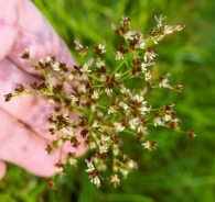 Juncus acutiflorus Ehrh. ex Hoffm. Juncus foliosus Hoppe. 3