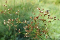 Juncus acutiflorus Ehrh. ex Hoffm. Juncus foliosus Hoppe. 4
