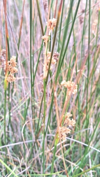 Juncus maritimus