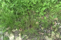 Juncus tenuis