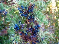 Juniperus communis 2