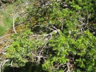 Juniperus nana Willd., Juniperus communis subsp. nana, Enebro rastrero