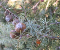 Juniperus oxycedrus L., Enebro de la miera, Cada