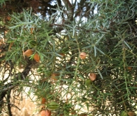 Juniperus oxycedrus subsp. oxycedrus, Enebro de la miera, Cada.