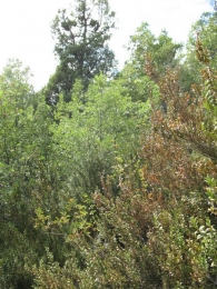 MN nº 28 Juniperus oxycedrus L. Enebro de la miera, Cada. Enebro del caserio Equiza 7
