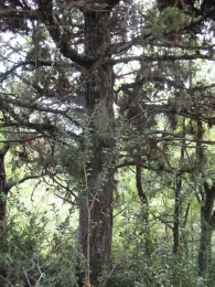 MN nº 28 Juniperus oxycedrus L. Enebro de la miera, Cada. Enebro del caserio Equiza