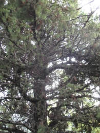 MN nº 28 Juniperus oxycedrus L. Enebro de la miera, Cada. Enebro del caserio Equiza 3