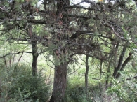 MN nº 28 Juniperus oxycedrus L. Enebro de la miera, Cada. Enebro del caserio Equiza 5
