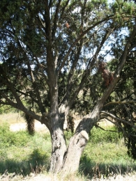 M N nº 32. Juniperus oxycedrus L., Enebro de la miera. Villatuerta