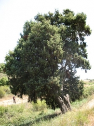 M N n� 32. Juniperus oxycedrus L., Enebro de la miera. Villatuerta