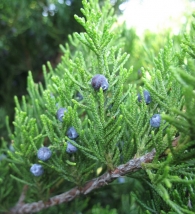 Juniperus sabina L., Sabina rastrera enana, Miter arrunta.