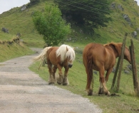 Equus caballus, Caballo Clydesdale originario de Clyde Valley, Escocia. 8