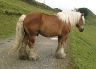 Equus caballus, Caballo Clydesdale originario de Clyde Valley, Escocia. 5