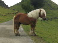 Equus caballus, Caballo Clydesdale originario de Clyde Valley, Escocia. 3