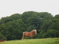 Equus caballus, Caballo dom�stico, Zaldia 7