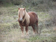 Equus caballus L., Caballos. 3