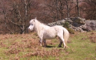 Equus caballus L., Caballos Pottokas. 2