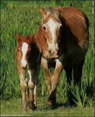 Caballo dom�stico/Equus caballus