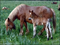 Caballo dom�stico/Equus caballus 2