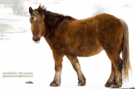 Zaldia (Equus caballus) Urbasan / Caballo (Equus caballus) en Urbasa