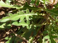 Knautia subscaposa Boiss. & Reut. 2