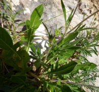 Knautia subscaposa Boiss. & Reut. 4
