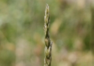 Koeleria pyramidata 2