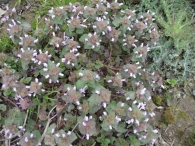 Lamium purpureum L., Ortiga muerta. 2