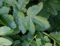 Laserpitium nestleri 2