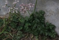 Laserpitium nestleri