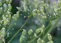 Laserpitium nestleri