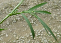 Lathyrus pannonicus (Jacq.) Garcke subsp. longestipulatus, Orobus albus L.f. 5