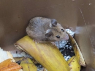 Ratón de campo/Apodemus sylvaticus
