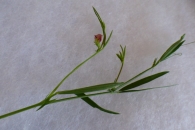 Lathyrus sphaericus Retz, Guisante de pasto. 8