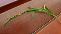 Lathyrus sphaericus Retz, Guisante de pasto. 9