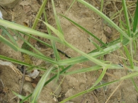 Lathyrus sylvestris L., Guija de hoja estrecha 8