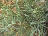 Launaea resedifolia (L.) Kuntze. Ahora Launaea fragilis ( Asso )Pau 7