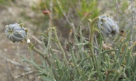 Launaea resedifolia (L.) Kuntze. Ahora Launaea fragilis ( Asso )Pau 8