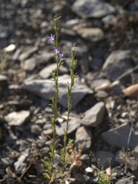 Legousia falcata