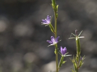 Legousia falcata 2