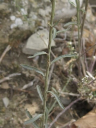 Lepidium graminifolium 7