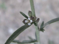Lepidium graminifolium 3