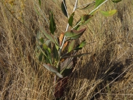 Lepidium latifolium 3