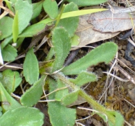Leucanthemum aligulatum Vogt., Margarita sin pétalos. Hojas basales.