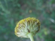 Leucanthemum aligulatum 2