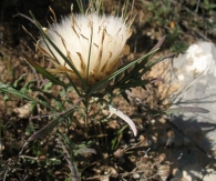 Leuzea conifera (L.) DC., Centaurea conifera L., Cuchara de pastor 2