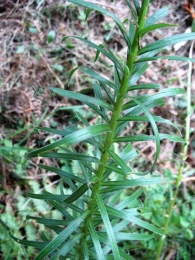 Lilium pyrenaicum Gouan., Azucena de los Pirineos, Zitoria. 2